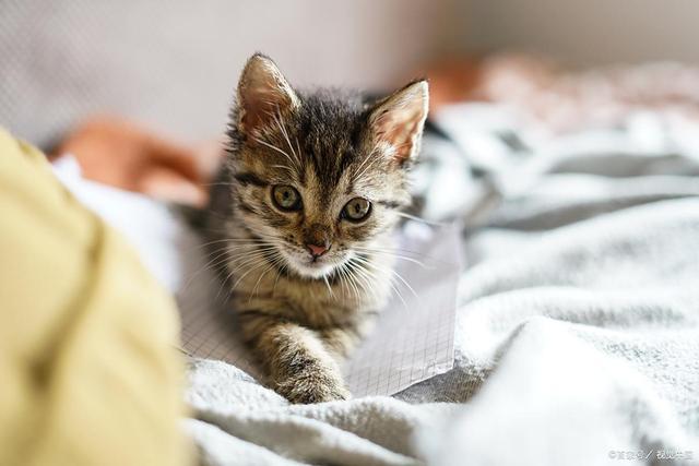 消化不良、肥胖、中毒选宠物零食更健康PG麻将胡了e猫咪吃蛋糕3大危害！