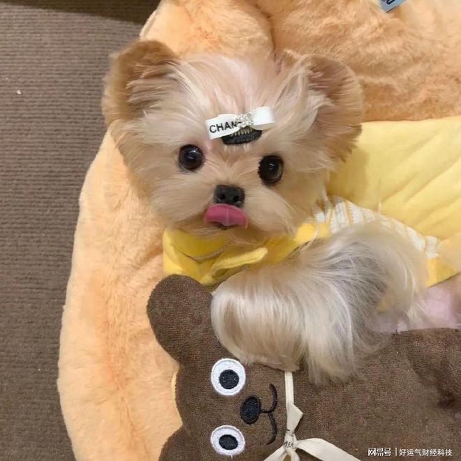 吃什么狗粮?优质狗粮前十排行榜PG麻将胡了网站入口中华田园犬(图2) 吃什么狗粮?优质狗粮前十排行榜PG麻将胡了网站入口中华田园犬(图2)