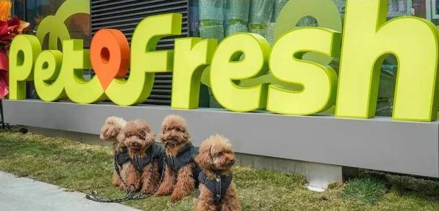 “宠物版盒马”将关闭所有门店！麻将胡了app线下开业不到一年(图1)